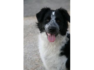 DELIO, cucciolone galeotto