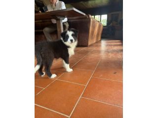 Cuccioli di Border Collie di alta genealogia