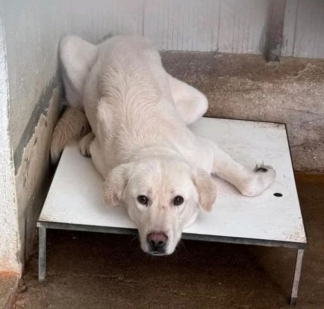 ENEA CANE IN ADOZIONE