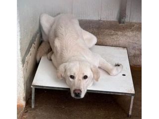 ENEA CANE IN ADOZIONE