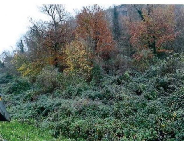 Immobile in asta di 70800 m² in vendita a Orte - Foto 13