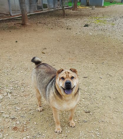 Margot, stupenda mix shar pei in adozione - Foto 6