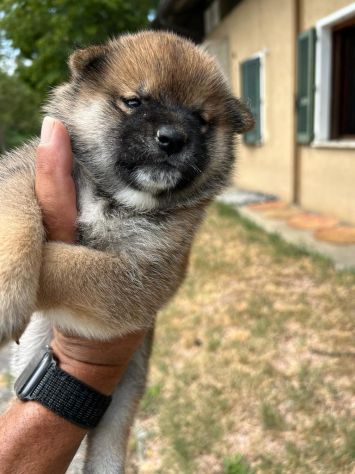 Cuccioli di Shiba Inu (con pedigree ENCI) - Foto 3