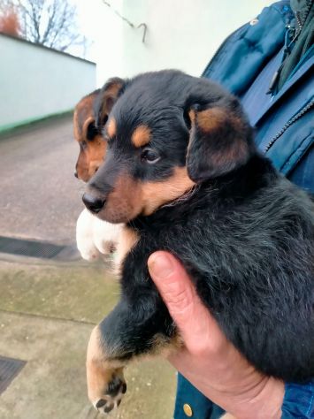 Cuccioli Jack Russell X Pinscher - Foto 2