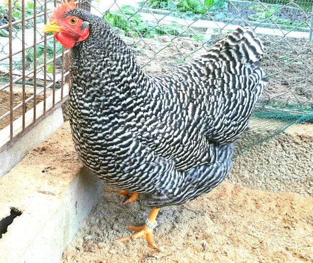 GALLINE AMROCK