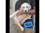 TICO E TACO MERAVIGLIE DI CUCCIOLI IN ADOZIONE