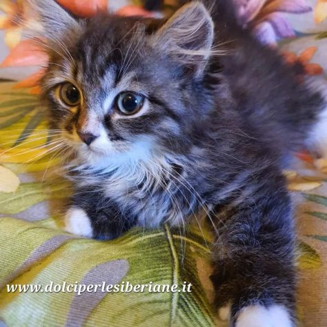 CUCCIOLI GATTO SIBERIANO IPOALLERGENICO DOLCISSIMI- ITALIA - Foto 3