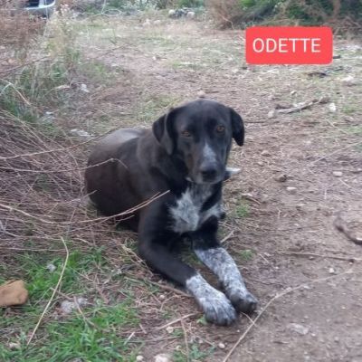GIULIA e ODETTE una teglia per due CAGNOLINE IN ADOZIONE - Foto 3