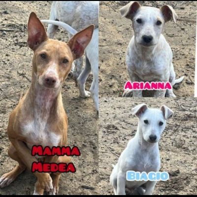 MAMMA MEDEA E CUCCIOLI BIAGIO ED ARIANNA: in adozione. - Foto 2