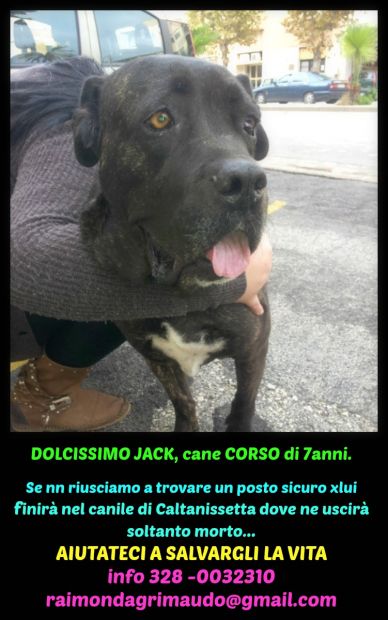 Cani in cerca di casa - Foto 5
