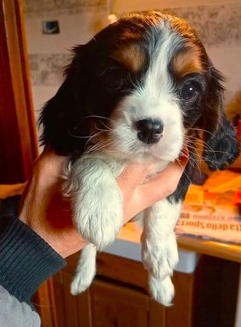 CUCCIOLI DI CAVALIER KING DA PRIVATO - Foto 4