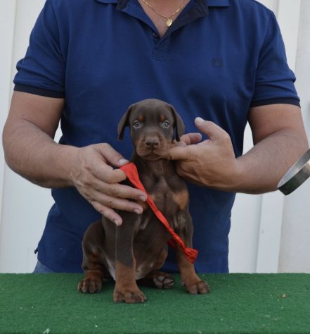 cuccioli di dobermann di altissima genealogia - Foto 7