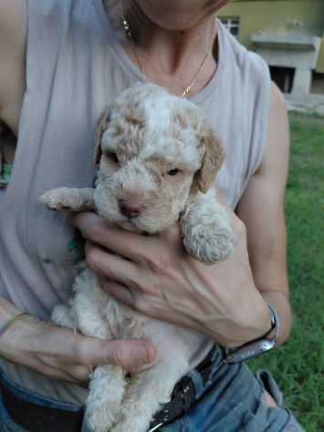 Lagotto romagnolo da tartufo - Foto 4