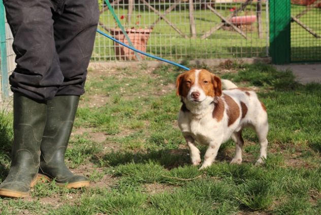 CARLO, delicato mix Jack Russell - Foto 3