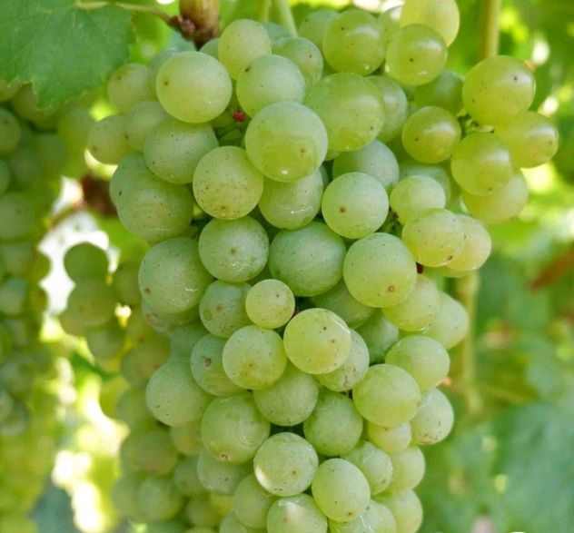 Cerchiamo personale per Vendemmia