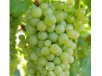 Cerchiamo personale per Vendemmia
