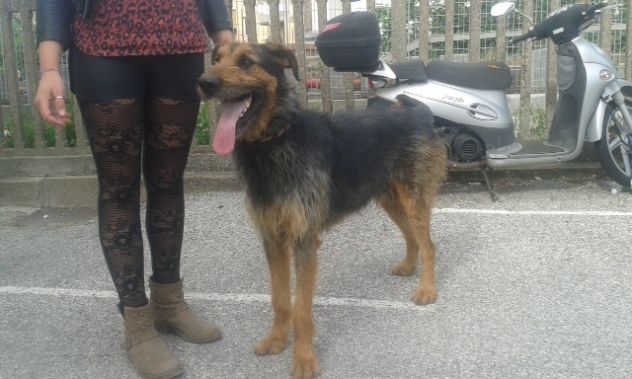 ROY, dolcissimo mix spinone / dobermann - Foto 8