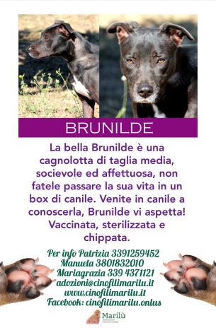 La bella Brunilde cagnolotta socievole ed affettuosa - Foto 2
