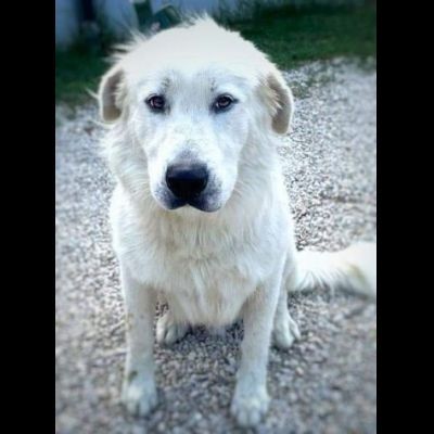 GIOVANE CANE IN ADOZIONE, DOLCISSIMO - Foto 2