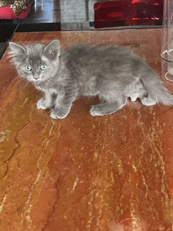 Meravigliosi gattini - Foto 2