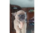 Chihuahua cucciole femmine