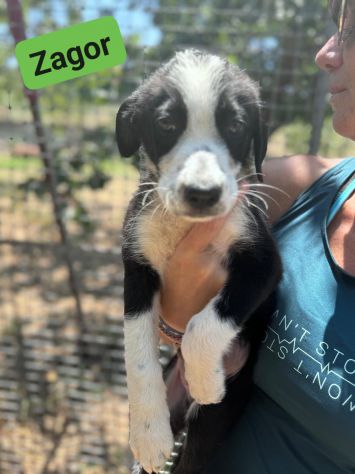 CUCCIOLI IN ADOZIONE - Foto 6