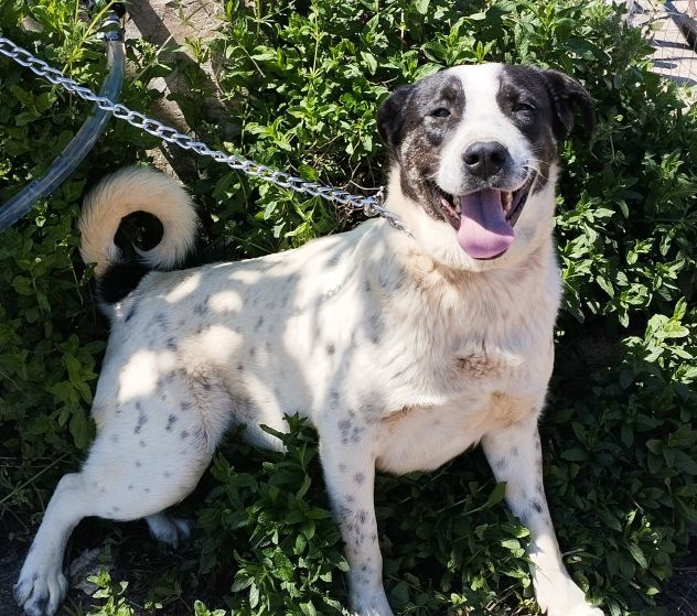Cucciolone da sogno cerca ancora casa - Foto 9