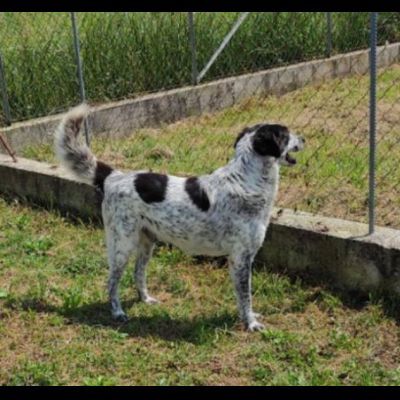 ESCAPE DOLCE E DISCRETO: CANE IN ADOZIONE TG MEDIA - Foto 7