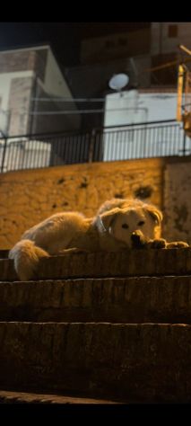 BARNY CUCCIOLO 11 MESI taglia media grande VIVE IN STRADA - Foto 3