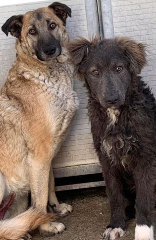ZELDA E LAVINIA CANI IN ADOZIONE - Foto 6