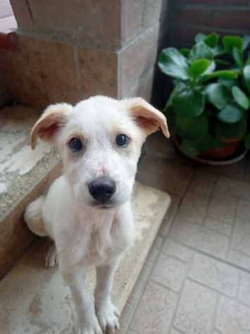 Malu cucciolo adozione del cuore