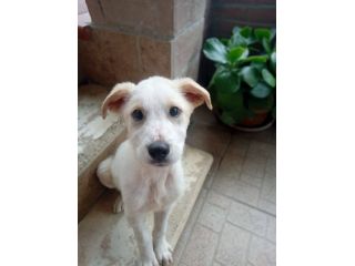 Malu cucciolo adozione del cuore