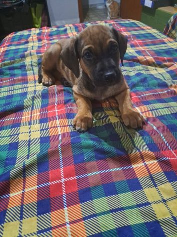 Dalì cucciolo - Foto 4