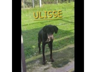 ULISSE UN MIRACOLO D'AMORE CANE IN ADOZIONE