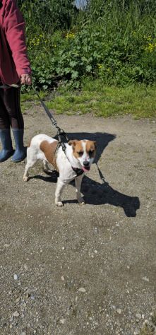 JAKI O, 2 ANNI (20/04/24), TAGLIA MEDIA PICCOLA: CERCA CASA! - Foto 4