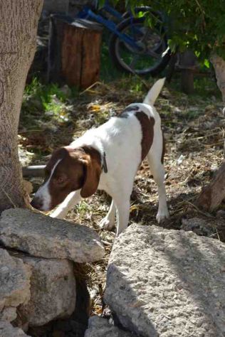 SVEVO, cane vitale e dolcissimo - Foto 3