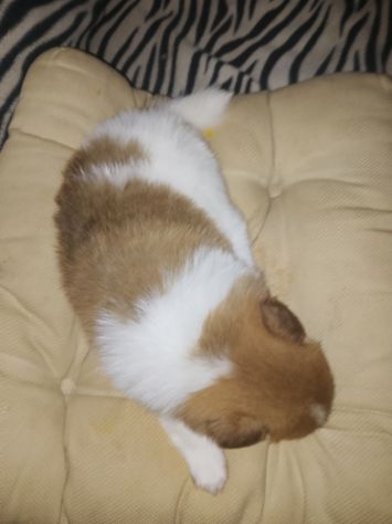 Cucciolo di volpino - Foto 2