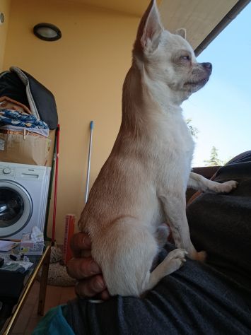 Chihuahua cerca cagnolina - Foto 7