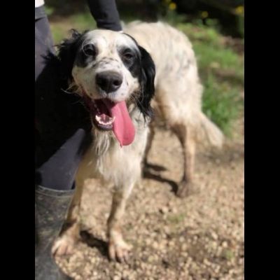 CEDRIC, SETTER INGLESE,  UNA MERAVIGLIA CHE CERCA CASA, CANE IN ADOZIONE - Foto 3