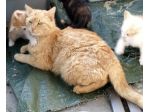 KIA, giovane mamma gatta