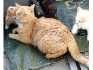 KIA, giovane mamma gatta