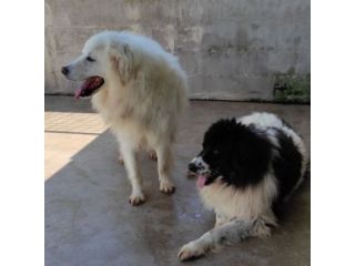 DUE MERAVIGLIE DIMENTICATE, CANI IN ADOZIONE