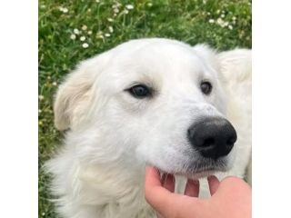 GERICO UNA MERAVIGLIA IN GABBIA, CANE IN ADOZIONE