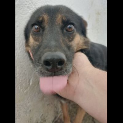 UN'OPPORTUNITA' PER QUESTE ANIME LOKY, DUCA, NELLO CANI IN ADOZIONE - Foto 8