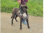 GEMMA, 1 ANNO (08/04/25), TROVATA VAGANTE PER STRADA: CERCA CASA!