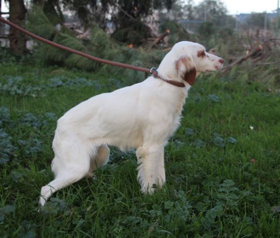 NATHALIE, piccola anima fragile a rischio canile lager - Foto 3