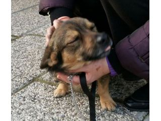 NERONE, tenero cagnolino