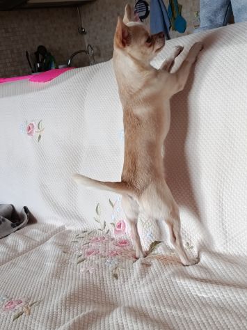 Chihuahua pronto solo per monta - Foto 2