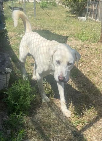 HOTSPOT GIOIOSO AFFETTUOSO SOCIEVOLE, CAGNOLINO IN ADOZIONE