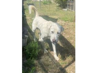 HOTSPOT GIOIOSO AFFETTUOSO SOCIEVOLE, CAGNOLINO IN ADOZIONE